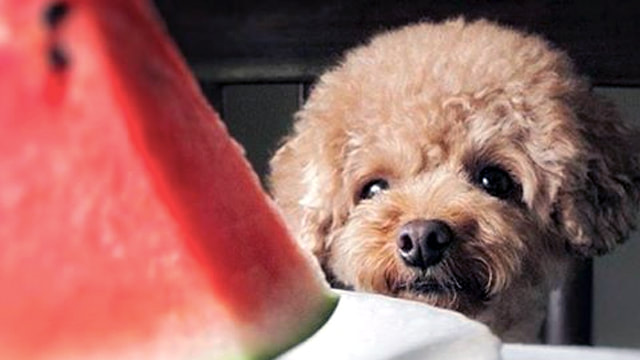 fluffy-brown-poodle-behind-watermelon