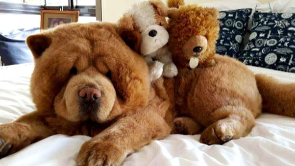dog-with-stuffed-bear