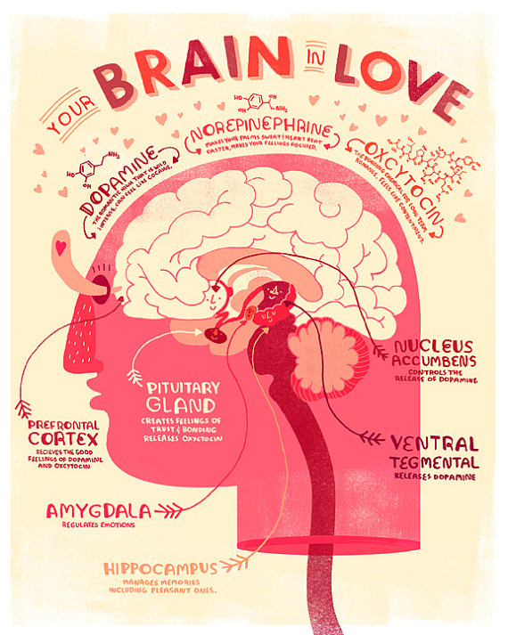 Your_brain_in_love