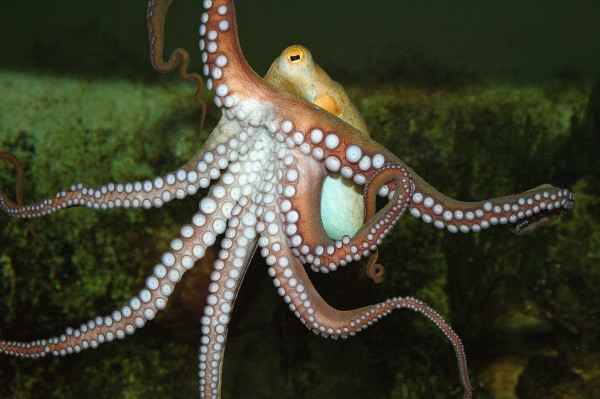 octopus-vulgaris