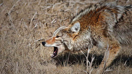 coyote-encounter
