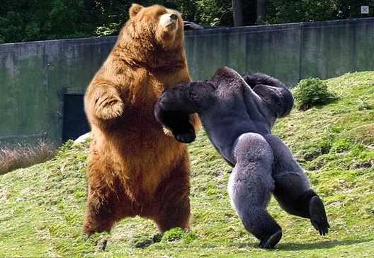 gorilla-vs-grizzly